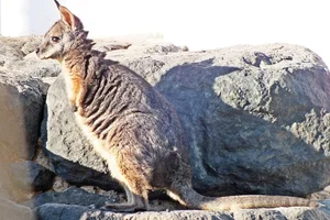 Tammarwallaby