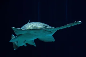 Kammsägefisch
