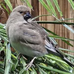Desert Finch