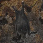 Seba's Short-tailed Bat