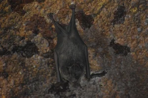 Brilbladneusvleermuis