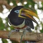 Chestnut-eared Araçari