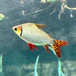 Silver Prochilodus