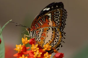 Cethosia biblis