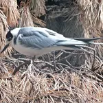 Black Tern