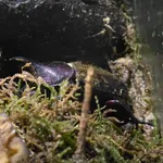 Dynastes hercules hercules