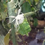 Phyllium philippinicum