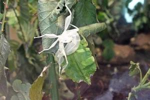Phyllium philippinicum