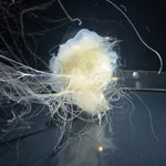 lion's mane jellyfish