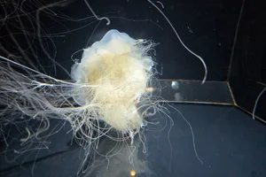 lion's mane jellyfish