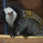 Geoffroy’s Tufted-ear Marmoset