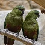 Austral Parakeet