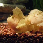 Leaf Scorpionfish