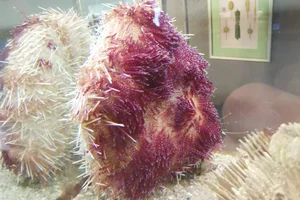 Heliocidaris crassispina