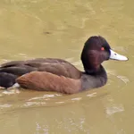 Southern Pochard