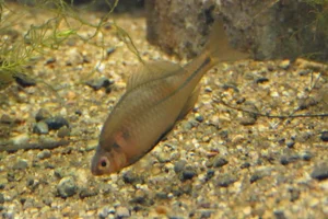 Kyushu Bitterling