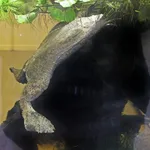 Surinam Toad