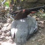 American Common Merganser
