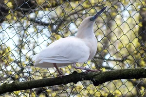 Madagaskar-ralreiger