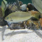 Mottled Spinefoot