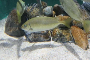 Mottled Spinefoot