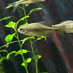 Bitterling