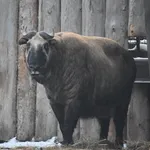 Takin