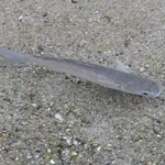 Flathead Grey Mullet, Gray Mullet, Black Mullet