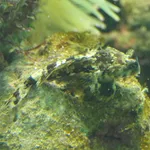 Ocellated Dragonet