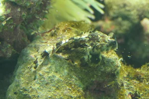 Ocellated Dragonet