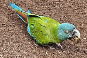 Blauwkopara