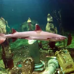 Whitetip Reef Shark