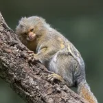 Eastern Pygmy Marmoset