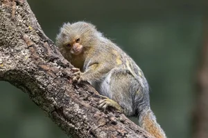 Eastern Pygmy Marmoset