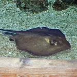 Southern Stingray