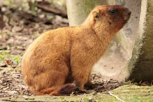 Bobakmarmot
