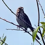 Red-winged Blackbird