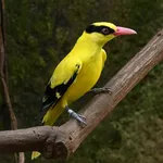 Black-naped Oriole