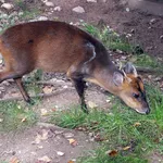 Chinese Muntjac