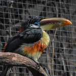 Curl-crested Aracari
