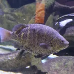 Hephaestus carbo