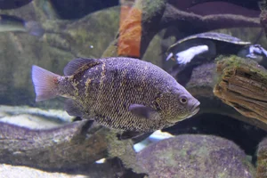 Hephaestus carbo