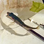 Three-Spined Stickleback