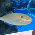 Unicorn Leatherjacket Filefish
