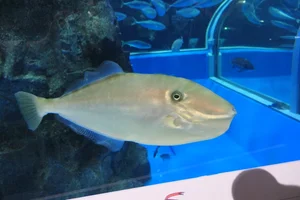 Einhorn-Feilenfisch