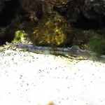 Greater Pipefish