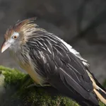 Guira Cuckoo