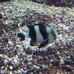 Blacktail Humbug
