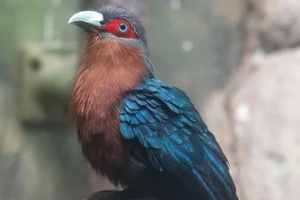 Phaenicophaeus curvirostris curvirostris