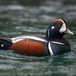 Harlequin Duck